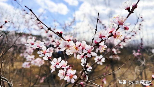 扎鲁特旗380万亩山杏花竞相绽放