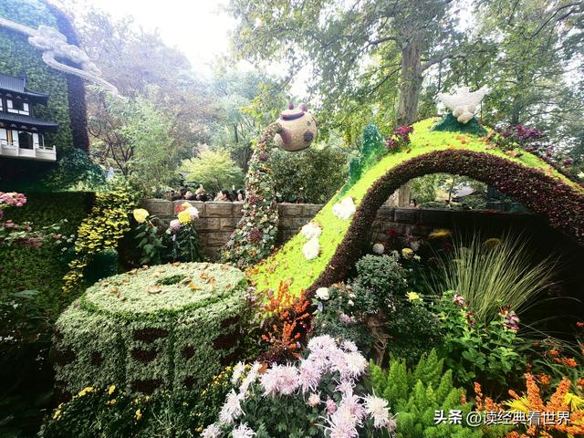 杭州植物园的菊花展——一场关于菊花的饕餮盛宴（二）