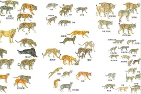 猫科动物武力排行榜，从顶级猎食者到微型杀手！图片