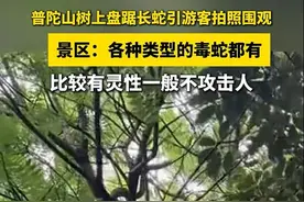 普陀山树上盘踞长蛇引游客拍照围观！景区：各种类型的毒蛇都有，一般不攻击人图片