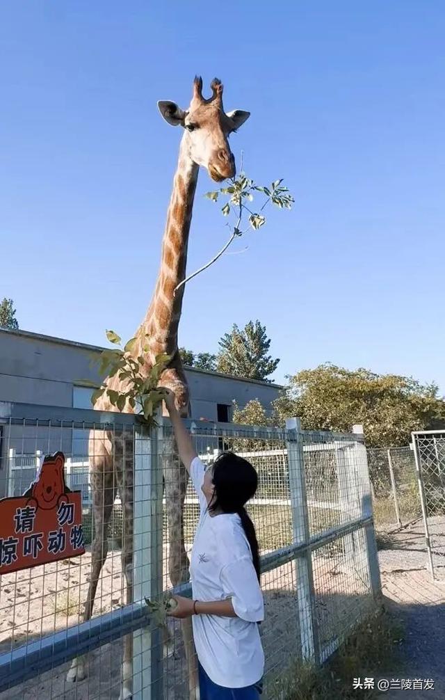 好客山东好品山东｜赶兰陵千年大集，赴一场烟火与诗意的约会