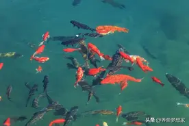 10大常见观赏鱼排名！第6名你肯定养过，耐活图片