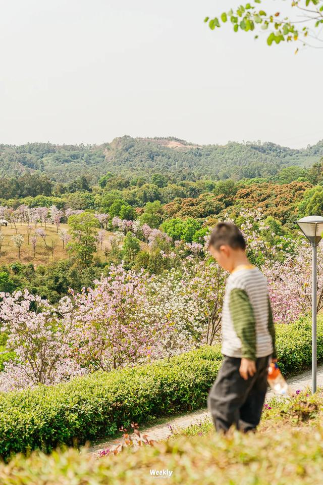 没人觉得龙岗的能量场很高吗？