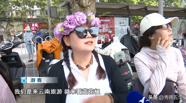 已经开始排队了！蓝花楹赏花巴士试运行