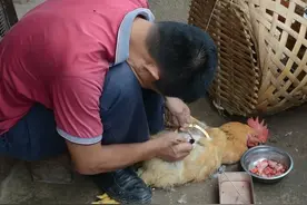 南北差异：北方：听说南方居然还有阉鸡，南方：公鸡能吃吗？图片