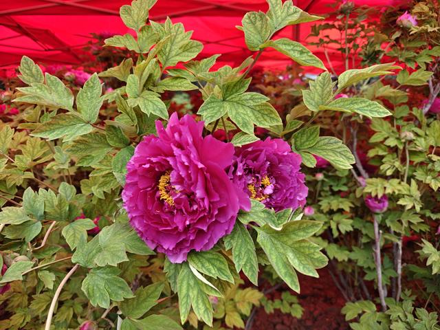 洛阳中国国花园：千亩牡丹盛放 国色倾城醉游人