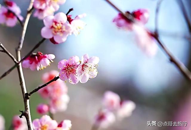 成都惊现6000亩梅林，花开成海超级壮观，免费，不要门票！