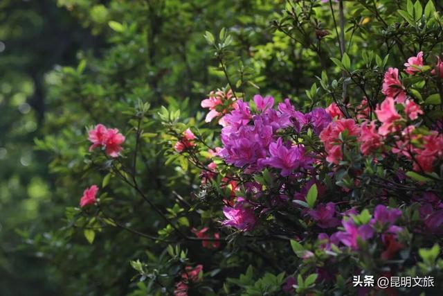 周末就冲！3月昆明赏花顶流杀疯了！杜鹃花海美到犯规，现在去正好！