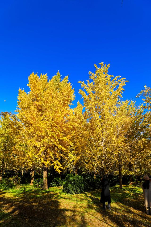秋日邀约｜听说，你们都去看银杏了