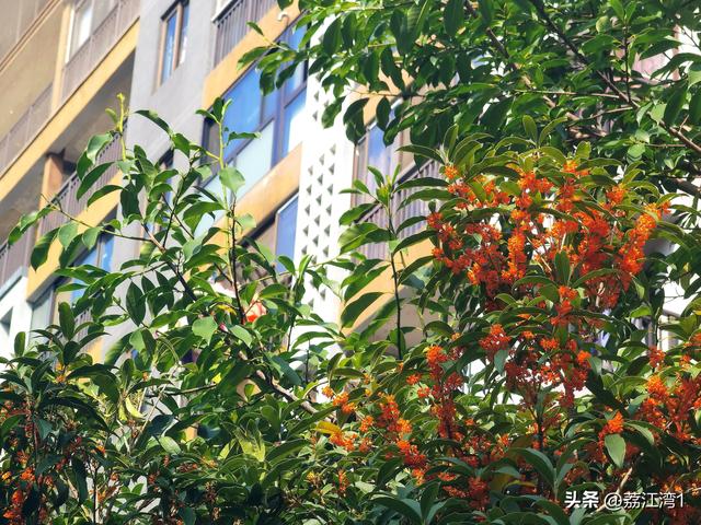 桂香漫城：桂林的秋日私语