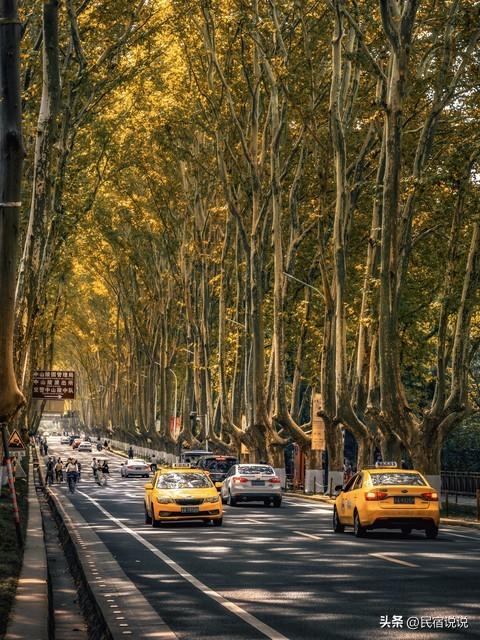 南京此地的秋意拉满了，不是栖霞山！