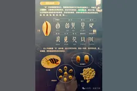 说文字：贝图片