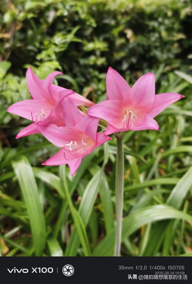 雨锁春城记