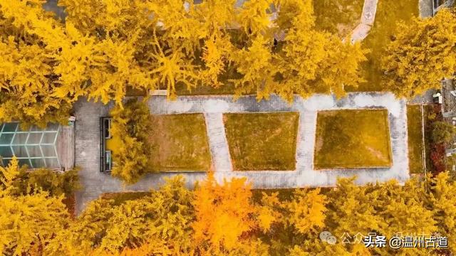 初冬,温州这处教堂旁的银杏林,从来不负秋!