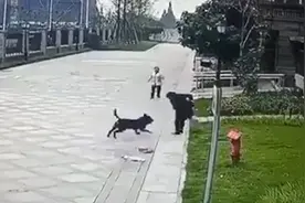 黑狗撕咬女童事件后续来了，狗主唐某被抓，将被追究刑事责任！图片