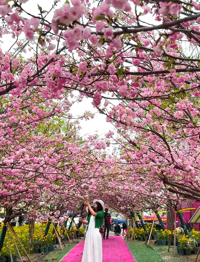 出片率100%！中山超浪漫樱花季上线！