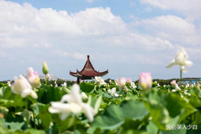 赴一场金湖塔集的夏日之约，邂逅万亩荷花海