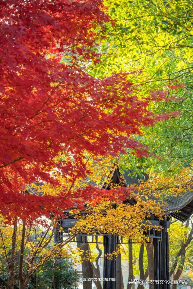 沙漠踏雪，只在武汉，最佳观赏期到了！