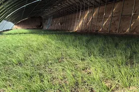 武威市古浪县：温室小沙葱鼓起群众“钱袋子”图片