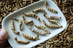 雄蚕蛾加味药，兴阳道，充宗筋，50岁男人直呼——回春真幸福！图片