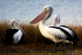 Sbike动植物百科：世界上八种攻击性强，非常危险的鸟类！（上）图片