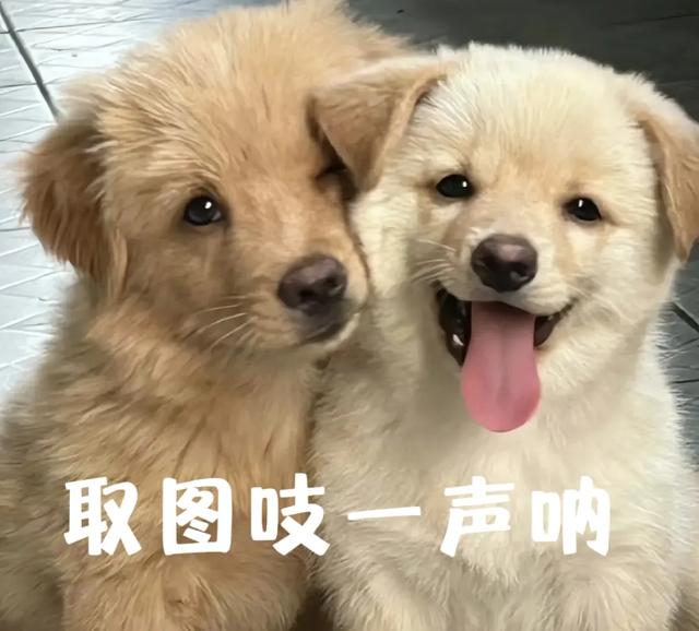 微信头像
