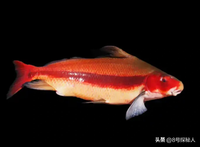 2006年长江惊现“美人鱼”，重庆渔民误捕一条，专家：出水必死