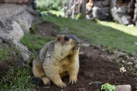 国家卫健委紧急提醒！这种动物，再萌也不要碰！图片