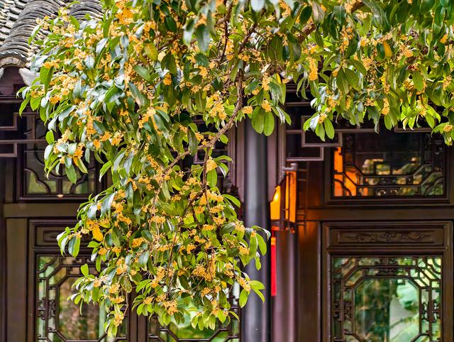 苏州拙政园桂花盛开