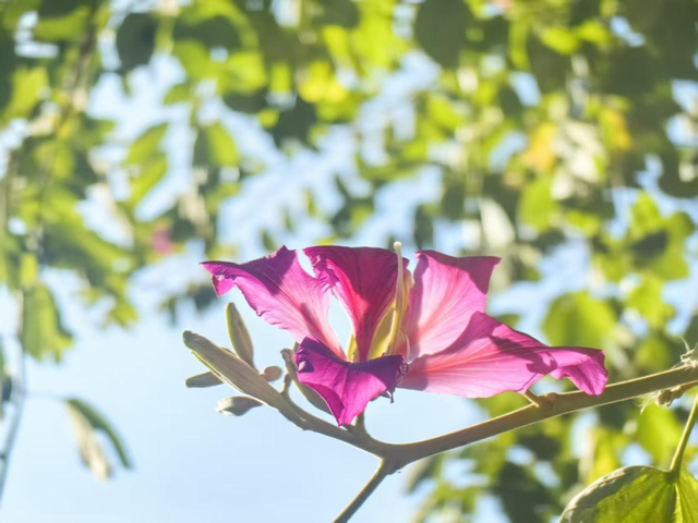 西昌12月“爆改”冬天？这条粉色大道开满了花