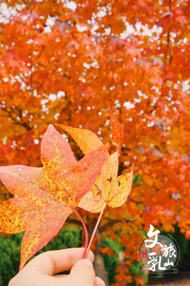 这条「五彩斑斓」的赏秋路线，把秋天都打包给你了！
