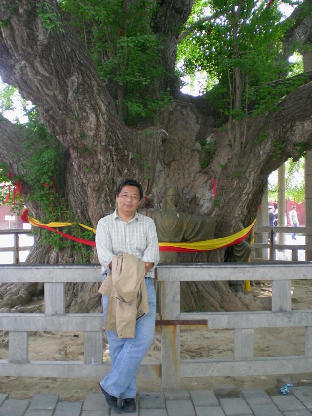 “齐鲁寻古”之六---好大一棵树