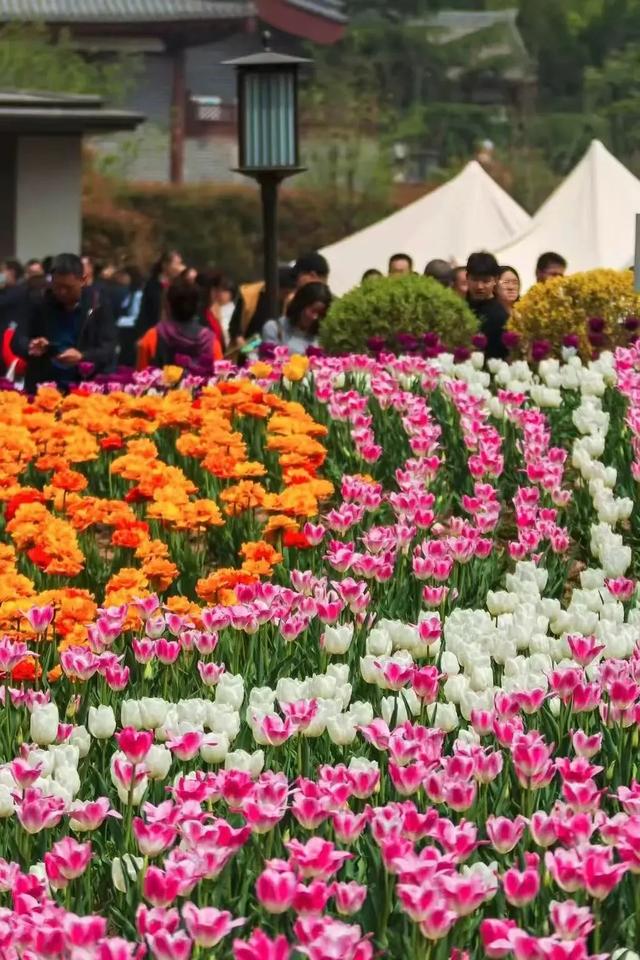 寻芳何必出城去?陕西这十座公园花事正浓