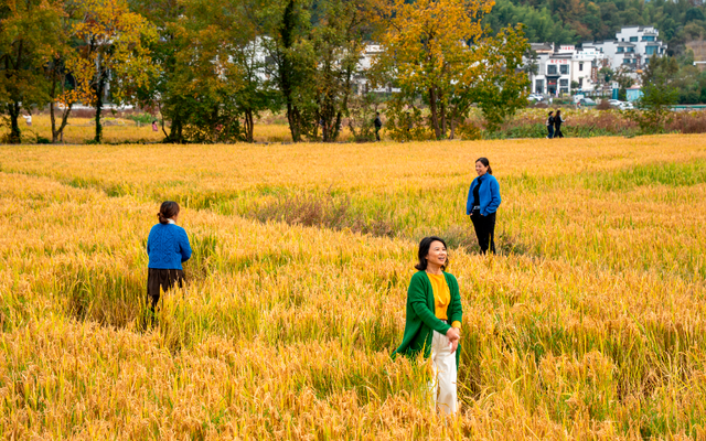 若你问深秋最该去哪里偷段闲？答案，就藏在黟县