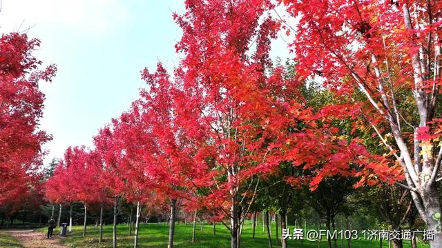 济南植物园藏着秋日顶流！这漫天红叶，正等你赴一场红焰之约