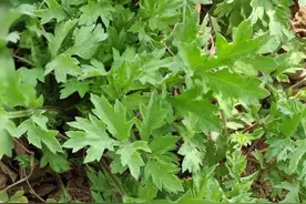 看看这一地的艾草小嫩苗，不得不说，艾草的繁殖能力真是太强大图片