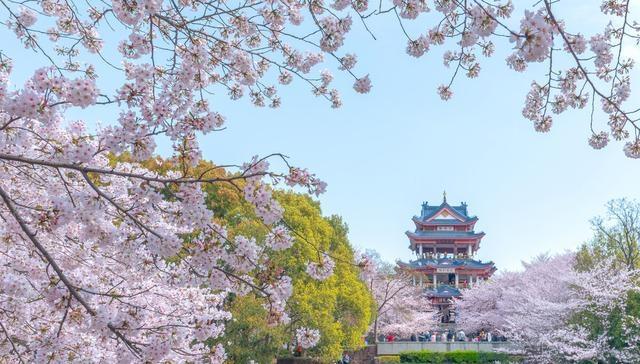 比日本浪漫，比韩国绚烂，国内这10个最美的赏樱地，你去过几个？