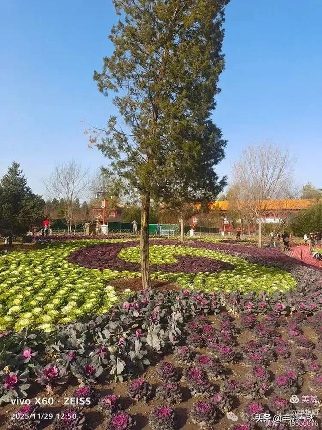 北京景山公园羽衣,冬园锦色|申艳娟