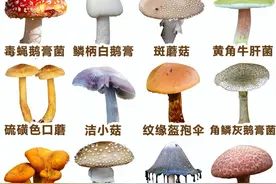 我国常见的十大有毒蘑菇，你都认识吗？图片