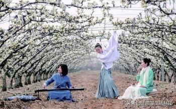 万亩梨花醉春风！3万亩梨园盛放迎客，第十一届梨花节浪漫启幕！