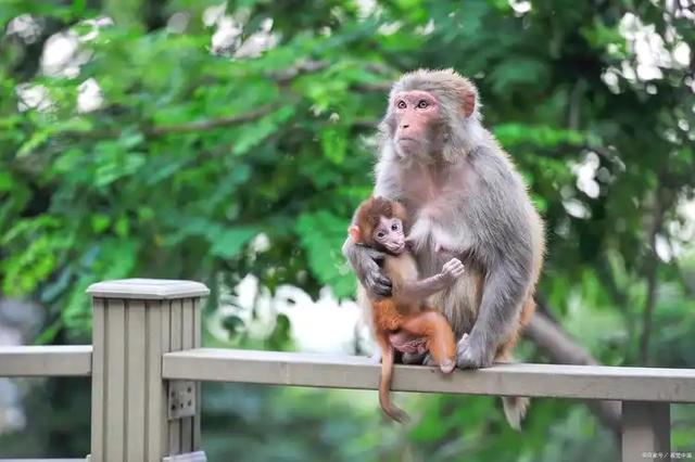 伤害1只也不行！2024年女游客徒步比赛被抓咬，十余只持续3分钟