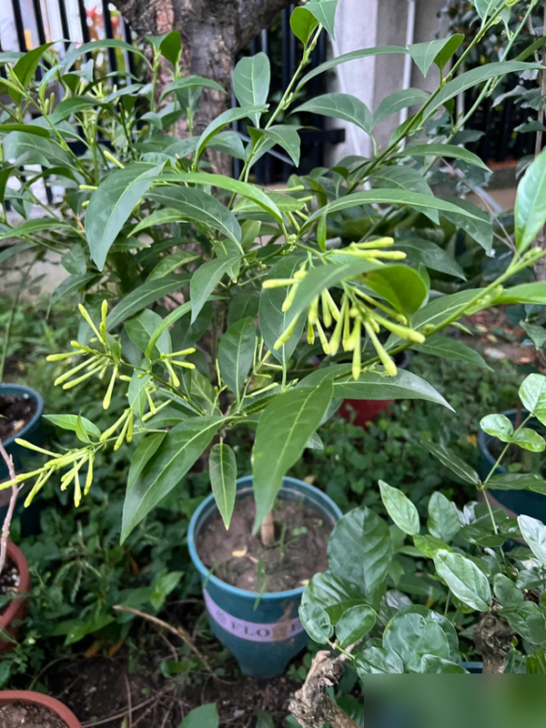 阴花不能进阳宅！这5种花“打死”也不养，家里若有？快挪走！