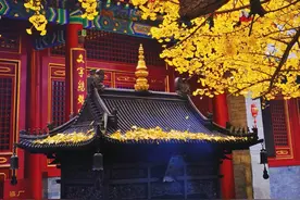 叶黄成“瀑”！京城古寺千年银杏迎最佳观赏期——图片