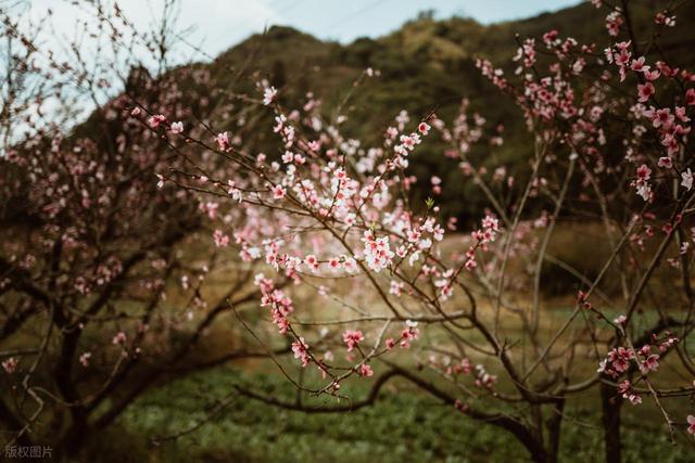 满山野桃花正开！山东一免费桃花山，有小新疆的阴阳坡，没停车费