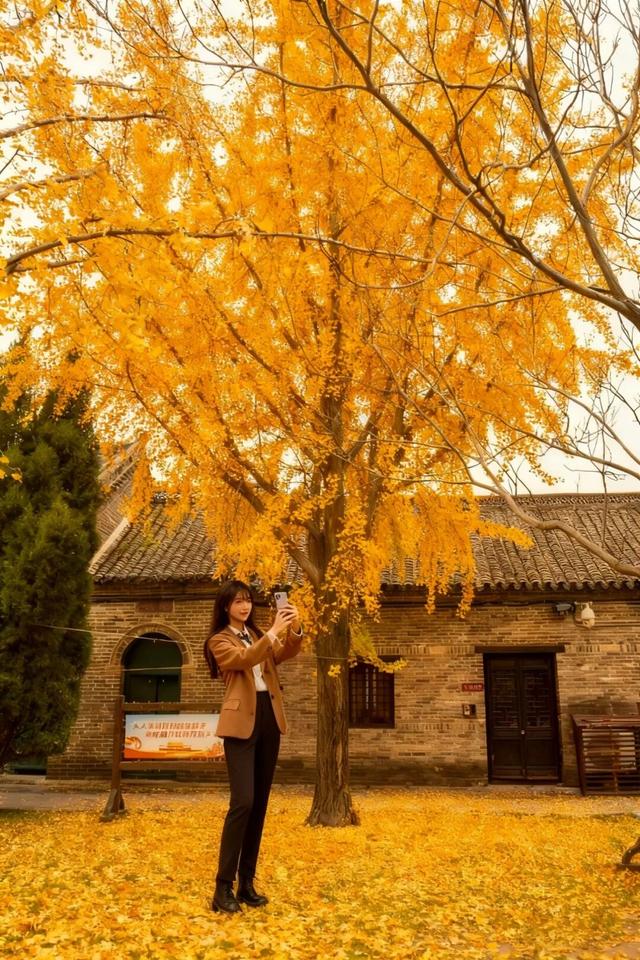 抓住秋天的尾巴 | 台儿庄古城秋色打卡指南，附私藏机位！