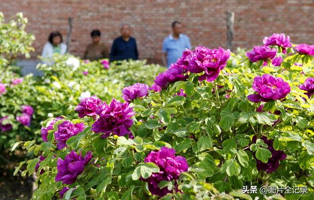 山西襄汾：乡村牡丹醉游人