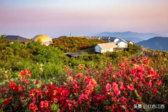 云上八卦脑 鹃红醉石城