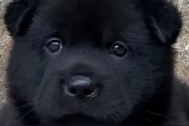 五黑犬常识！图片