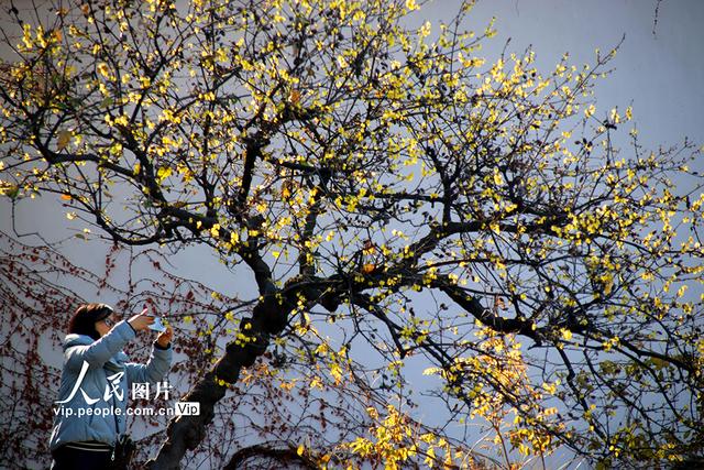 江苏苏州：蜡梅绽放