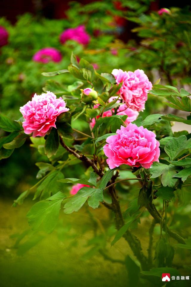 春已至 花正浓 来岱庙 赏牡丹